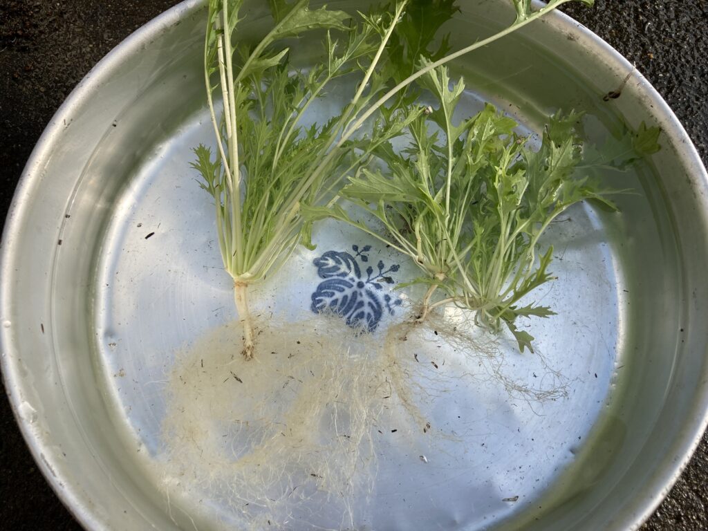 根をキレイ洗った野菜の画像